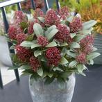 Skimmia, Ophalen, Herfst