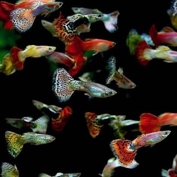Hobbyaquarium mooie Snakeskin mix v,a 22 mei op voorraad beschikbaar voor biedingen