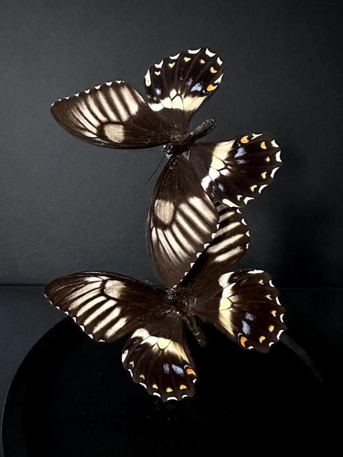 Splendide Envol de 2 rares Papillons Gambrisius Femelles, Collections, Collections Animaux, Neuf, Animal empaillé, Insecte, Enlèvement ou Envoi