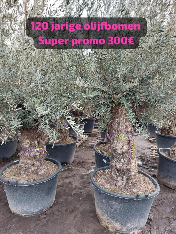 Olijfbomen super promo, Tuin en Terras, Planten | Tuinplanten, Ophalen of Verzenden