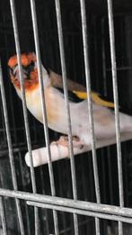 Chardonneret, Dieren en Toebehoren, Vogels | Kanaries, Mannelijk, Postuurkanarie