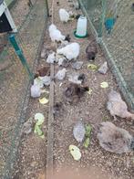 Leuke zijdehoentjes in verschillende kleuren., Dieren en Toebehoren, Pluimvee, Kip