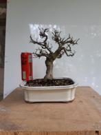 Bonsai Shohin Carpinus, Tuin en Terras, Ophalen