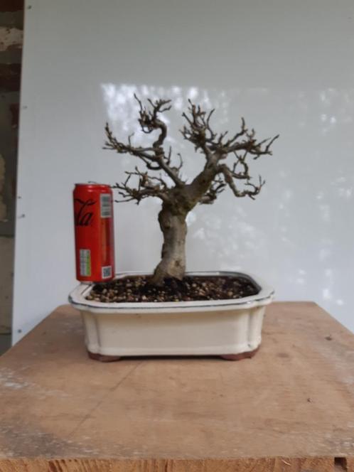 Bonsai Shohin Carpinus, Tuin en Terras, Planten | Bomen, Ophalen