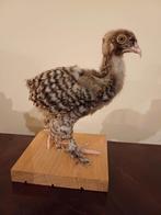 Taxidermie opgezet kuiken, Verzamelen, Dierenverzamelingen, Ophalen of Verzenden, Zo goed als nieuw, Vogel, Opgezet dier