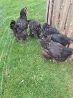 Brahma toom, Dieren en Toebehoren, Pluimvee