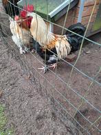 Broedeieren van marans zilver tarwe, Dieren en Toebehoren, Pluimvee