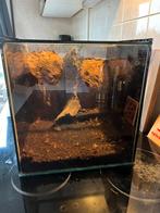 Terrarium 30x30x30, Ophalen, Gebruikt, Terrarium of Paludarium