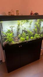 Juwel aquarium 350 volledig, Dieren en Toebehoren, Ophalen, Zo goed als nieuw, Gevuld zoetwateraquarium