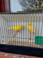 Kanaries, Dieren en Toebehoren, Vogels | Kanaries