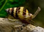 Helena slakken / slak etende slak, Dieren en Toebehoren, Vissen | Aquariumvissen