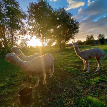 Elektrisch spinnewiel EEW 6.1 met gratis alpaca wol  beschikbaar voor biedingen