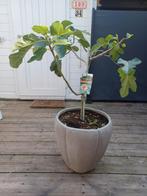 Zeer gezond vijgenboompje met pot 40x45 groote pot, Tuin en Terras, Planten | Bomen, Ophalen of Verzenden