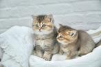 Prachtige kittens, Dieren en Toebehoren, Kater, Gechipt, 0 tot 2 jaar