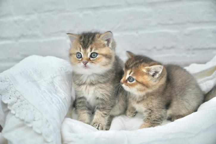 Prachtige kittens, Dieren en Toebehoren, Katten en Kittens | Raskatten | Korthaar, Kater, 0 tot 2 jaar, Gechipt