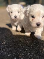 Maltezerpups, België, Maltezer, Fokker | Hobbymatig, CDV (hondenziekte)