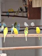 Grasparkieten, Dieren en Toebehoren, Vogels | Parkieten en Papegaaien, Meerdere dieren, Parkiet, Geringd
