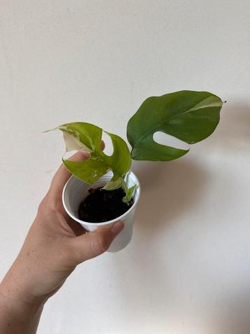 Monstera raphidophora variegata (stek 1), Huis en Inrichting, Ophalen