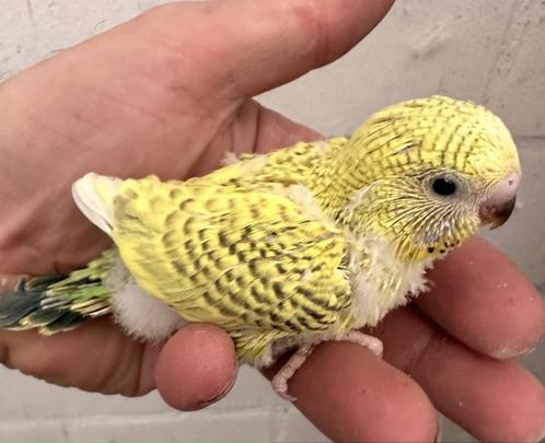 handtamme grasparkietjes in vele kleuren., Dieren en Toebehoren, Vogels | Parkieten en Papegaaien, Parkiet, Meerdere dieren, Tam