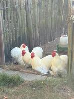 Cochin kriel witte raszuivere haantjes, Dieren en Toebehoren, Pluimvee, Mannelijk, Kip
