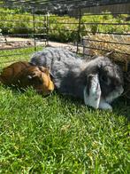 Cavia en konijn met toebehoren, Dieren en Toebehoren, Augustus, Meerdere dieren, Overige typen, Tam