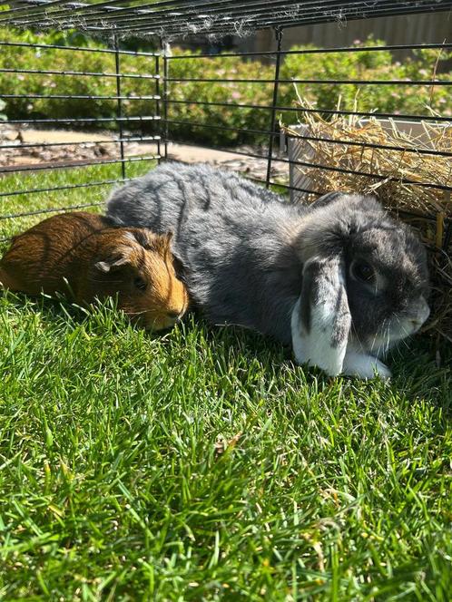 Cavia en konijn met toebehoren, Dieren en Toebehoren, Knaagdieren, Meerdere dieren, Overige typen, Augustus, Tam