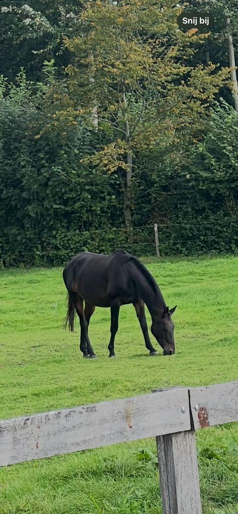 Brave fokmerrie te koop, Dieren en Toebehoren, Paarden, Merrie, Niet van toepassing, 170 tot 175 cm, 11 jaar of ouder, Springpaard
