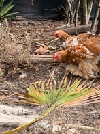 Haan, Dieren en Toebehoren, Pluimvee, Mannelijk, Kip