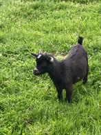 Dwerggeiten, Dieren en Toebehoren, Schapen, Geiten en Varkens, Mannelijk, Geit, 0 tot 2 jaar