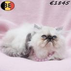 Doux chaton Himalayen à vendre (belge), Chatte ou Chat, Vermifugé, 0 à 2 ans