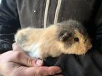 Ch cavia BEER, Dieren en Toebehoren, Knaagdieren, Oktober, Mannelijk, Cavia