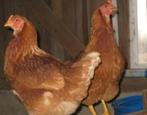 Legkippen 6 maanden oud - 18 rassen + benodigdheden, Dieren en Toebehoren, Pluimvee, Kip