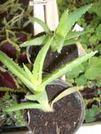 Aloë mitriforis, Autres espèces, Plante à fleurs, Moins de 100 cm, Enlèvement