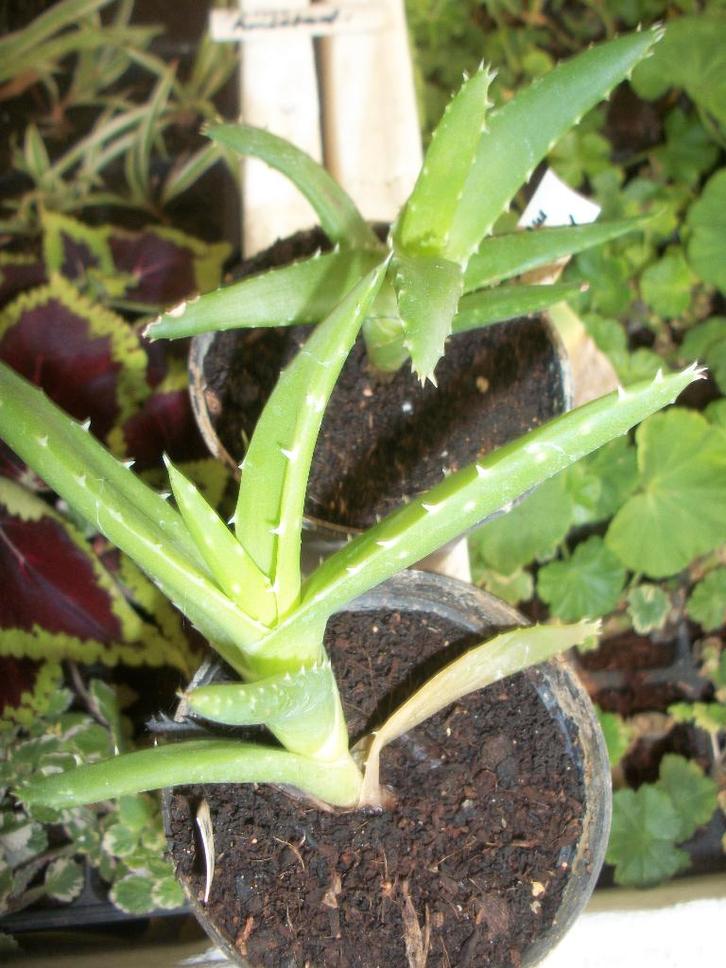 Aloë mitriforis, Maison & Meubles, Plantes d'intérieur, Autres espèces, Moins de 100 cm, Plante à fleurs, Ombre partielle, Enlèvement