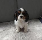 Superbes chiots Cavalier King Charles de parents testés, Plusieurs, Éleveur | Loisir, Parvovirose, Belgique