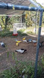 Halsbandparkieten., Dieren en Toebehoren, Meerdere dieren, Overige soorten