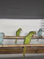 Halsbandparkiet, Dieren en Toebehoren, Vogels | Parkieten en Papegaaien