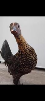 Jonge kipjes, Dieren en Toebehoren, Pluimvee, Vrouwelijk, Kip