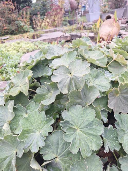 Vrouwenmantel, Jardin & Terrasse, Plantes | Jardin, Enlèvement