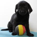 Blonde & Zwart Labrador puppy's te koop (Belgisch), België, Handelaar, CDV (hondenziekte), 8 tot 15 weken