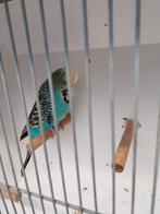 Engelse parkiet man, Dieren en Toebehoren, Vogels | Parkieten en Papegaaien, Parkiet, Geringd