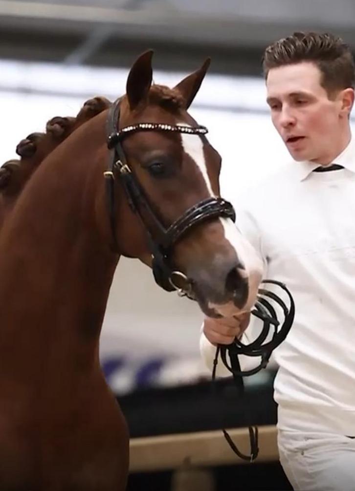 Super bewegende Welsh Partbred 1.35m, Dieren en Toebehoren, Pony's, Hengst, Onbeleerd, C pony (1.27m tot 1.37m), 3 tot 6 jaar