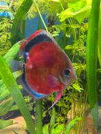 5 discussen, Dieren en Toebehoren
