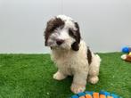 Chiots Cockapoo