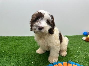 Cockapoo pups beschikbaar voor biedingen
