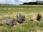 Jonge tamme Amrock kippen groot ras gesekst en ingeënt, Dieren en Toebehoren, Vrouwelijk, Kip