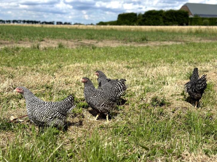 Jonge tamme Amrock kippen groot ras gesekst en ingeënt, Dieren en Toebehoren, Pluimvee, Kip, Vrouwelijk