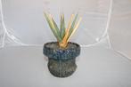 Agave utahensis, Vetplant, Ophalen of Verzenden, In pot, Minder dan 100 cm