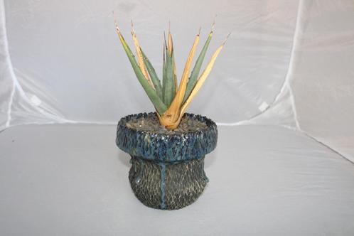 Agave utahensis, Huis en Inrichting, Kamerplanten, Vetplant, Minder dan 100 cm, Groene kamerplant, Volle zon, In pot, Ophalen of Verzenden