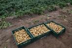 nieuwe aardappelen, Zakelijke goederen, Ophalen